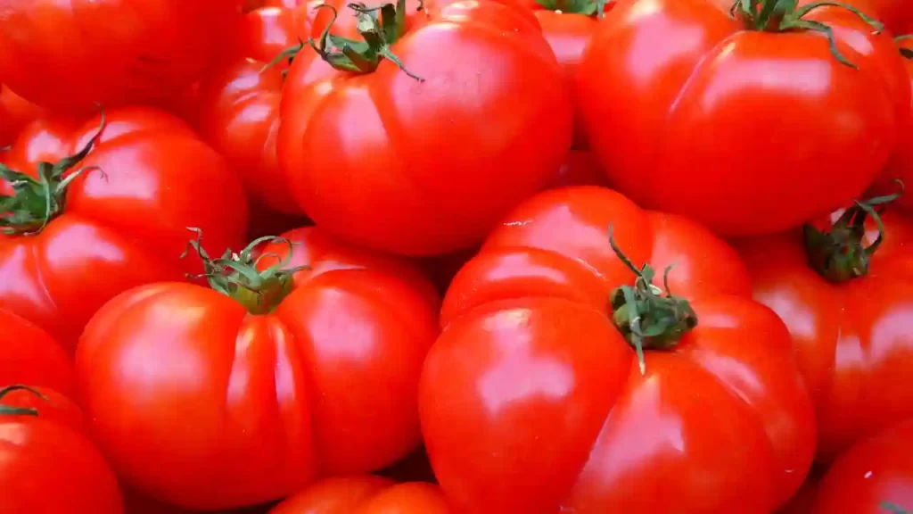 red ripen tomatoes