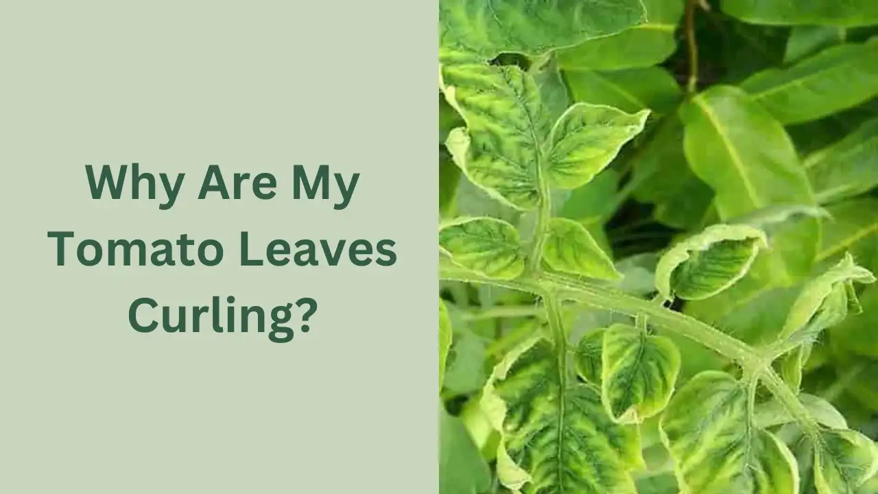 Tomato Plant Leaves Are Curling: How To Save Your Plant | GardenToolLife