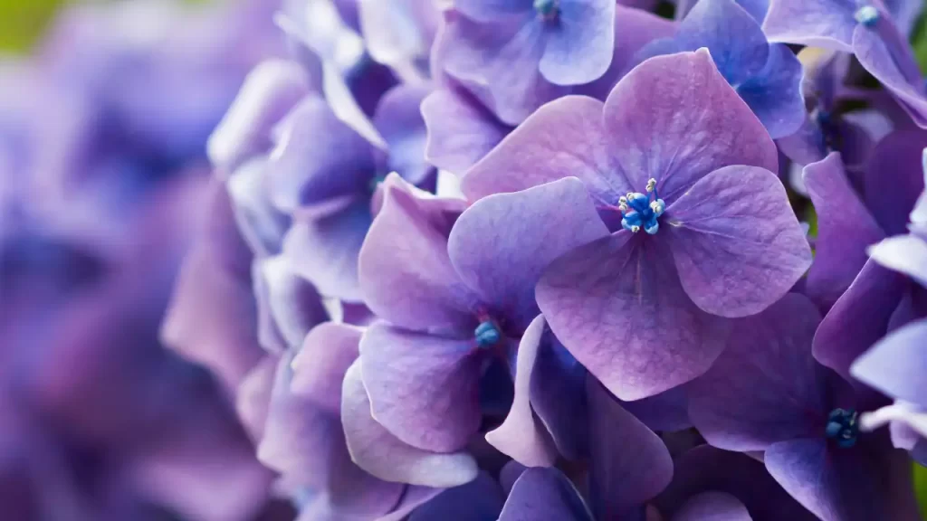 Rhythmic blue hydrangea