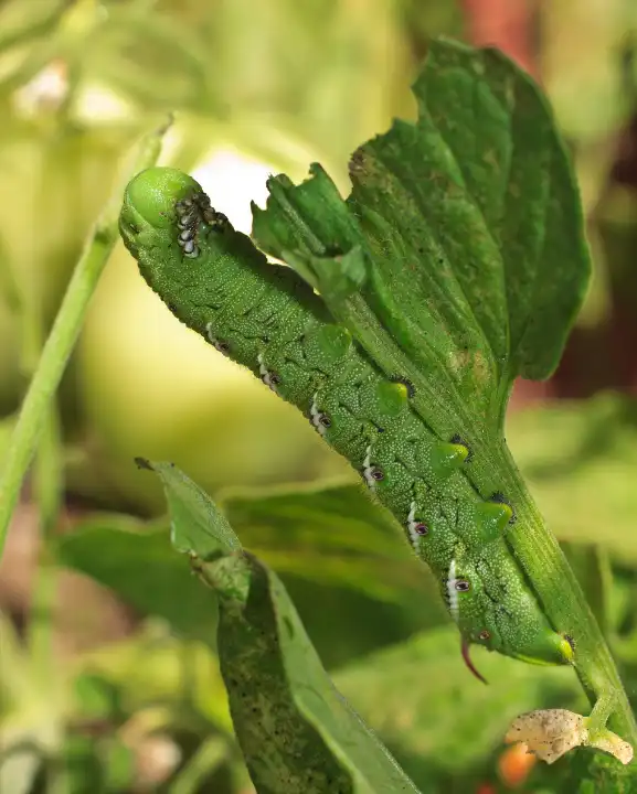 Damage Caused by Tomato Hornworms