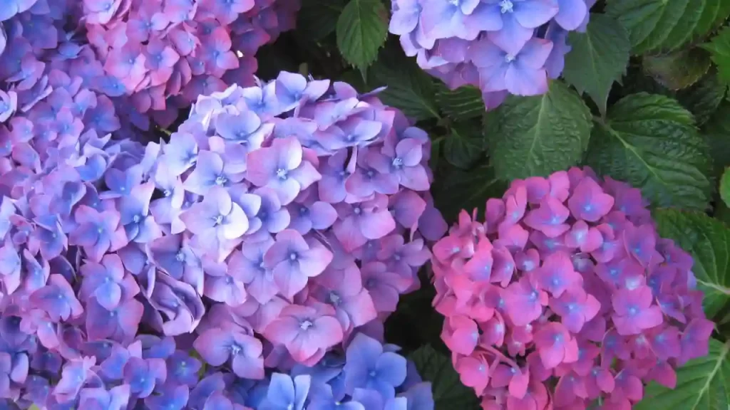 Do Hydrangeas Prefer Full Direct Sun