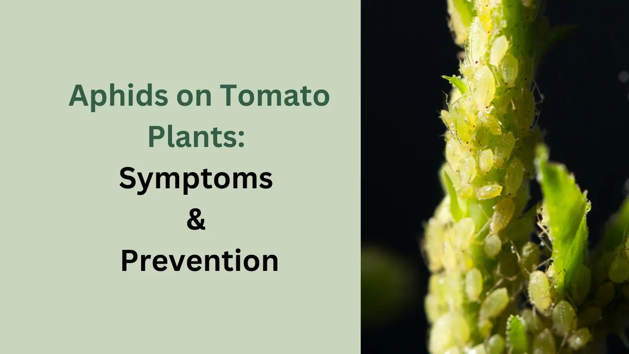 Aphids symptoms and prevention guide