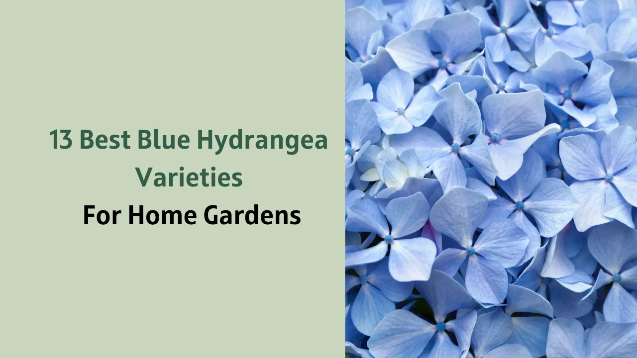 Best Blue Hydrangea varieties