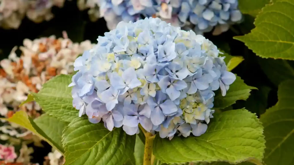 blooming big daddy hydrangea