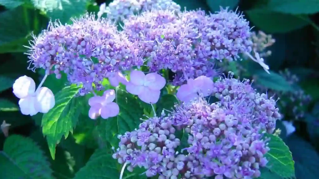 blue billow hydrangea variety