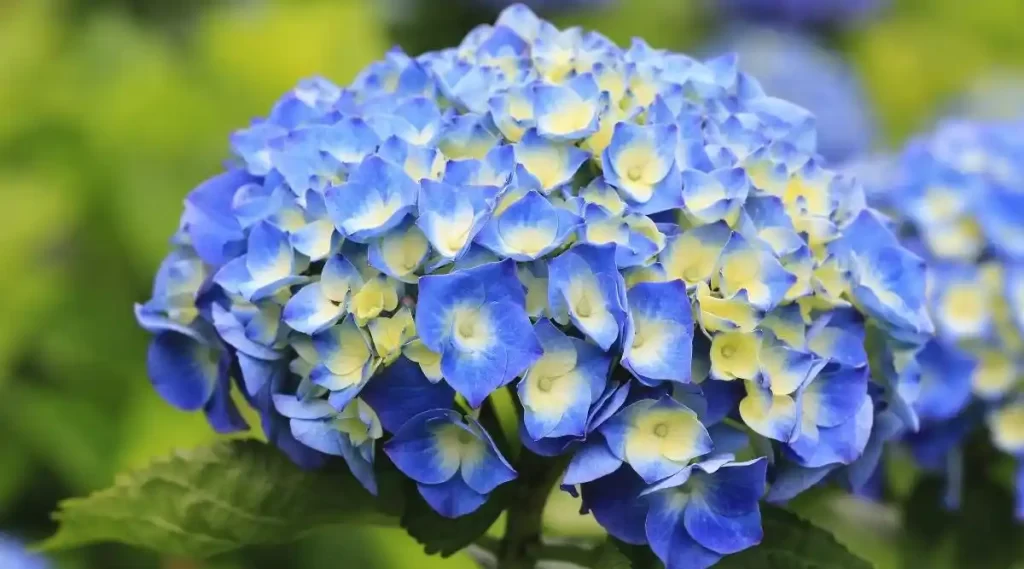 varieties of blue hydrangeas