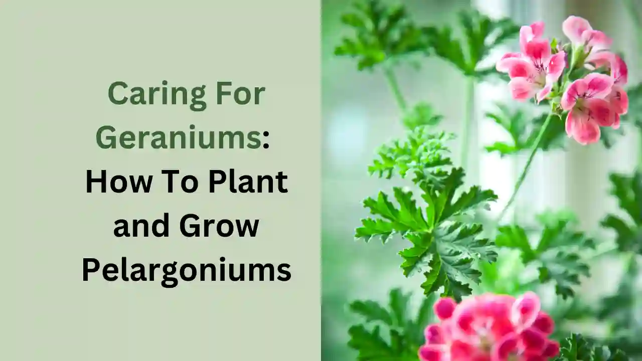 Caring For Geraniums: How To Plant and Grow Pelargoniums