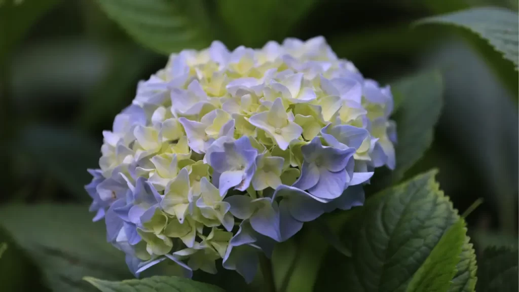 the hydrangea changing color