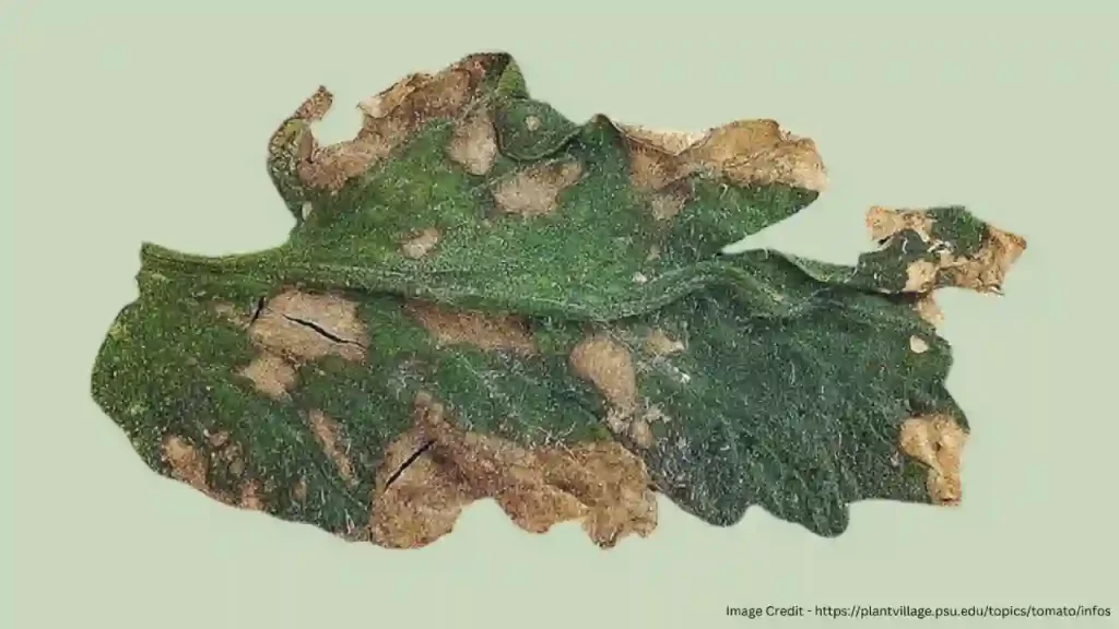 Anthracnose symptoms in tomato leaves