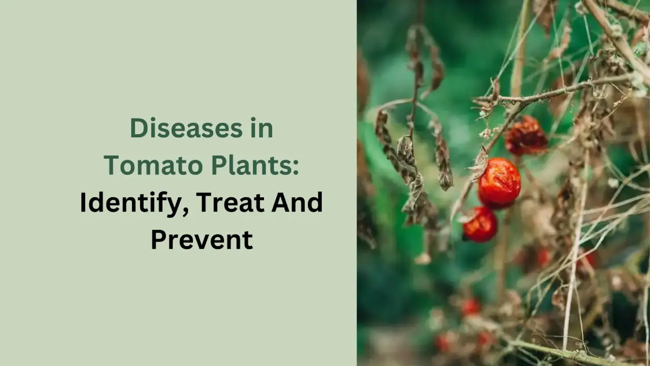 Diseases in Tomato Plants-Identify, Treat And Prevent