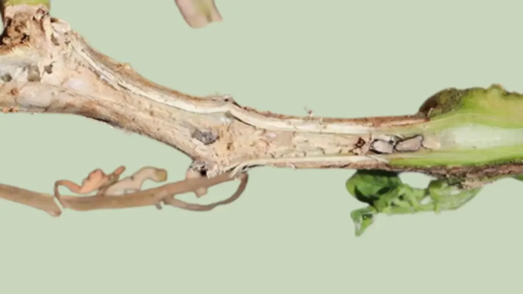 White Mold on tomato stem