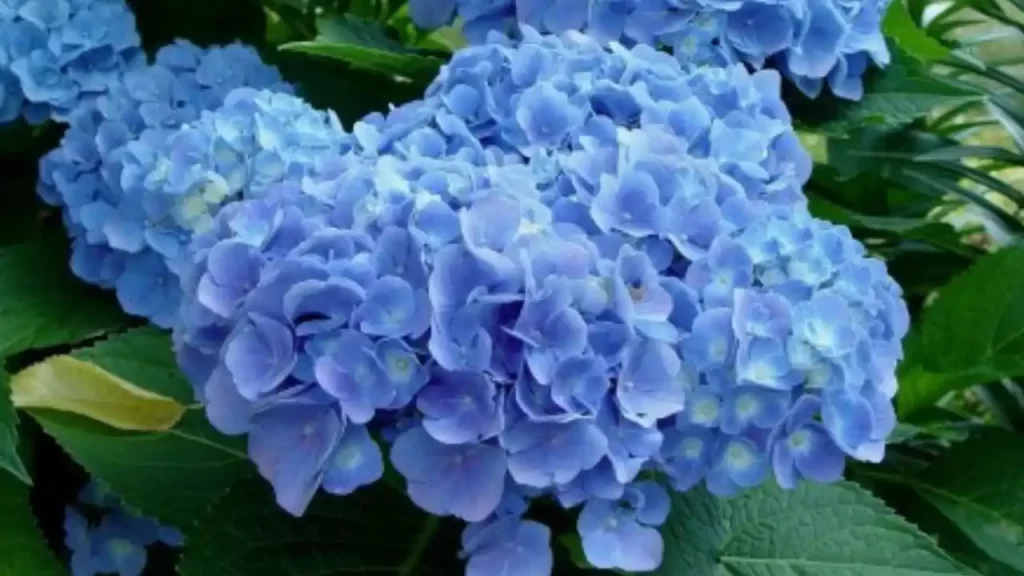 the early blue variety of hydrangea