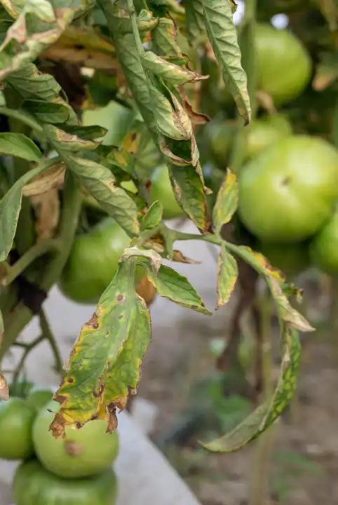 Fusarium Wilt affects the roots of tomatoes