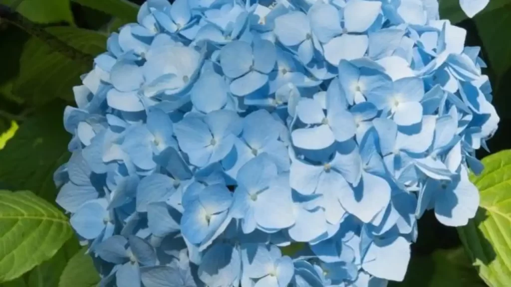 french hydrangea variety