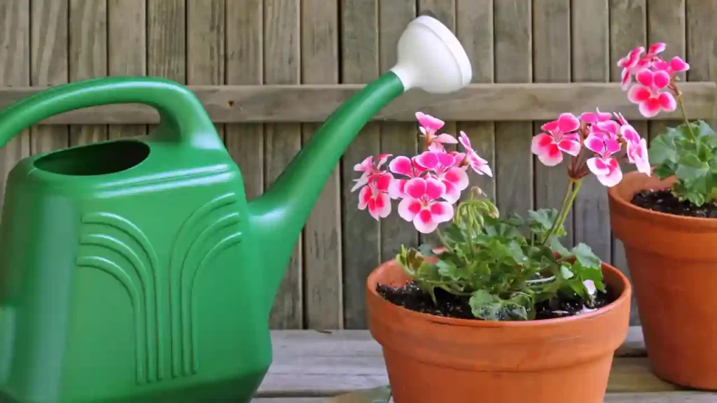 Geranium or Pelargonium