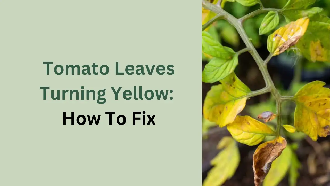 Tomato Leaves Turning Yellow: How To Fix