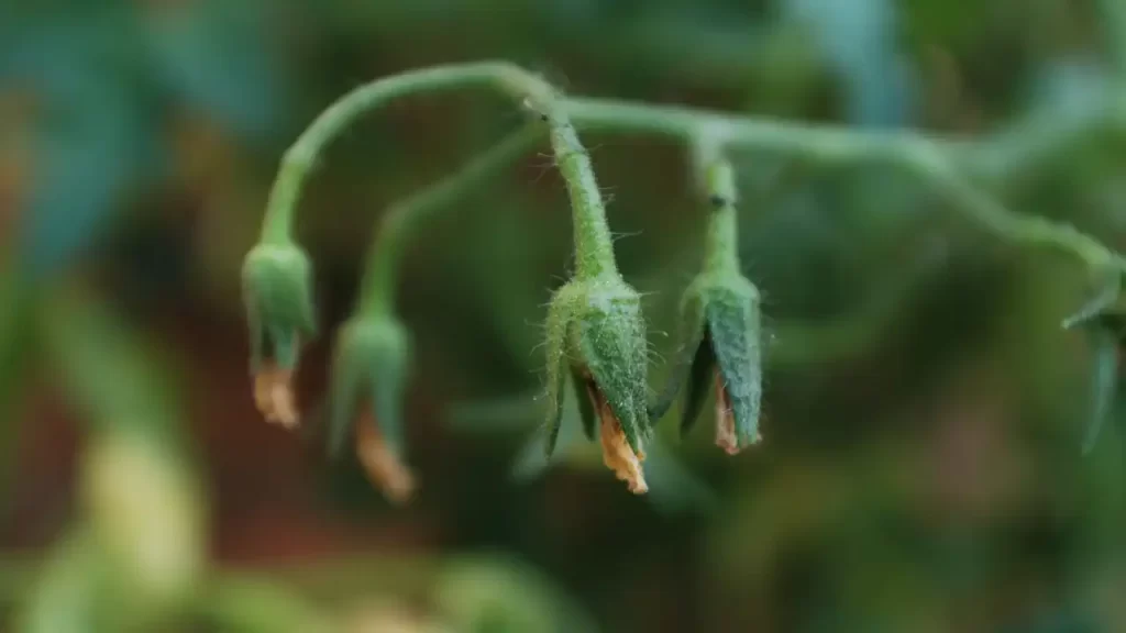 tomato plants not getting enough sunlight