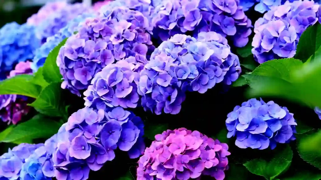 La Dreamin Hydrangea species