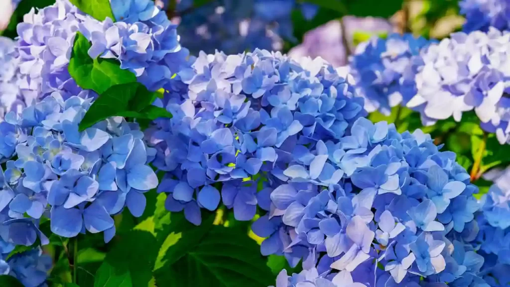 blooming Nantucket Blue hydrangea