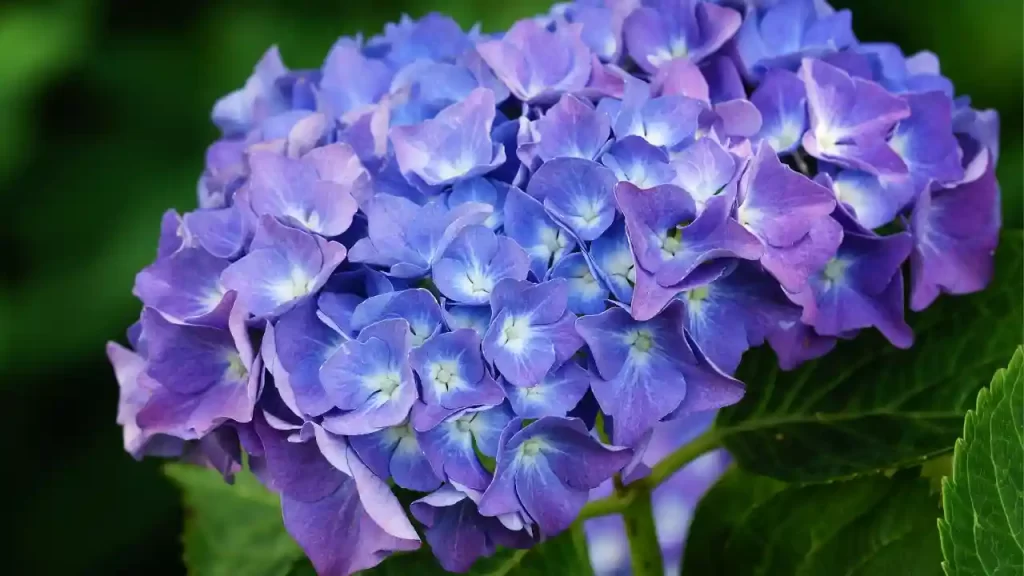 pennymac hydrangea variety