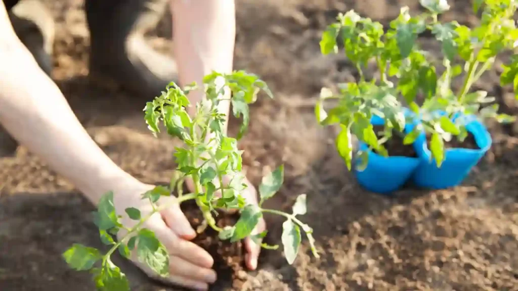 Planting tomato plants