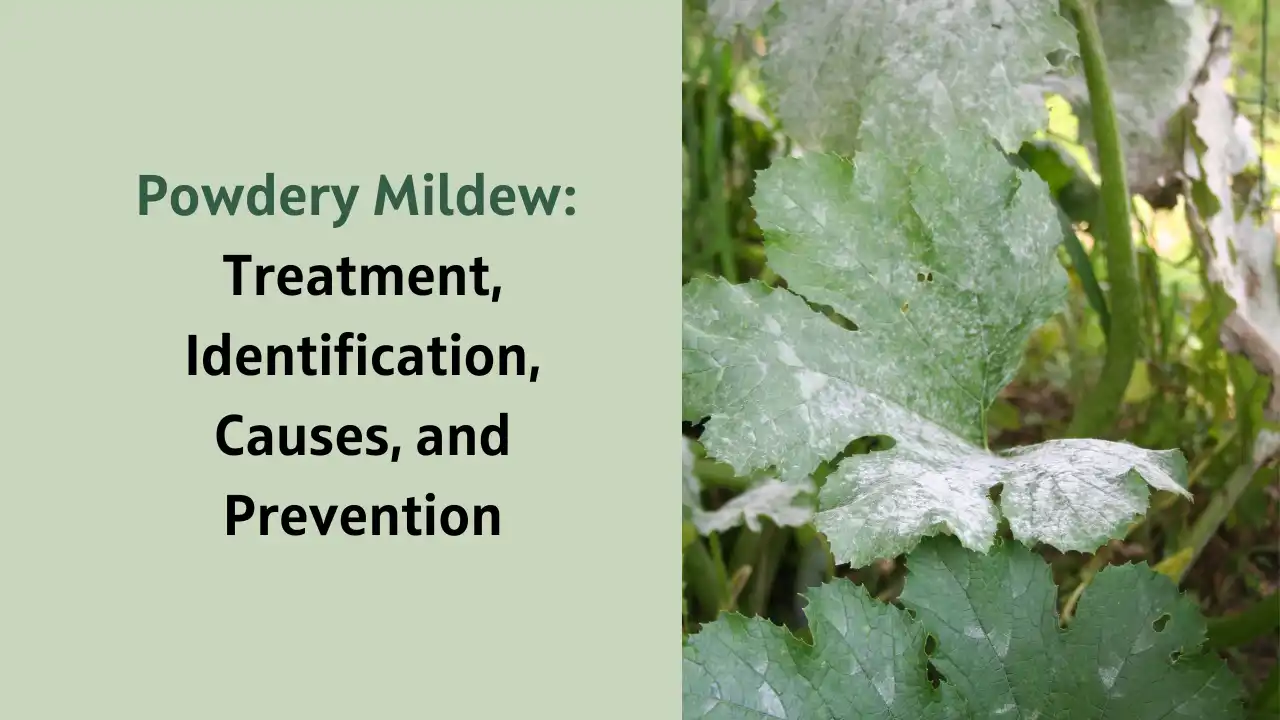 Treatment for Powdery Mildew on Plants: Identification, Causes, and Prevention