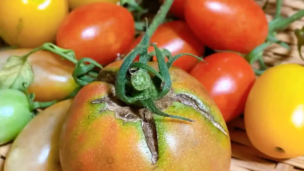 Reasons For Cracking and Splitting Tomatoes