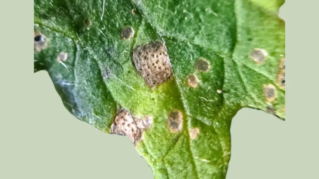 Tomato leaf with Septoria Leaf Spot