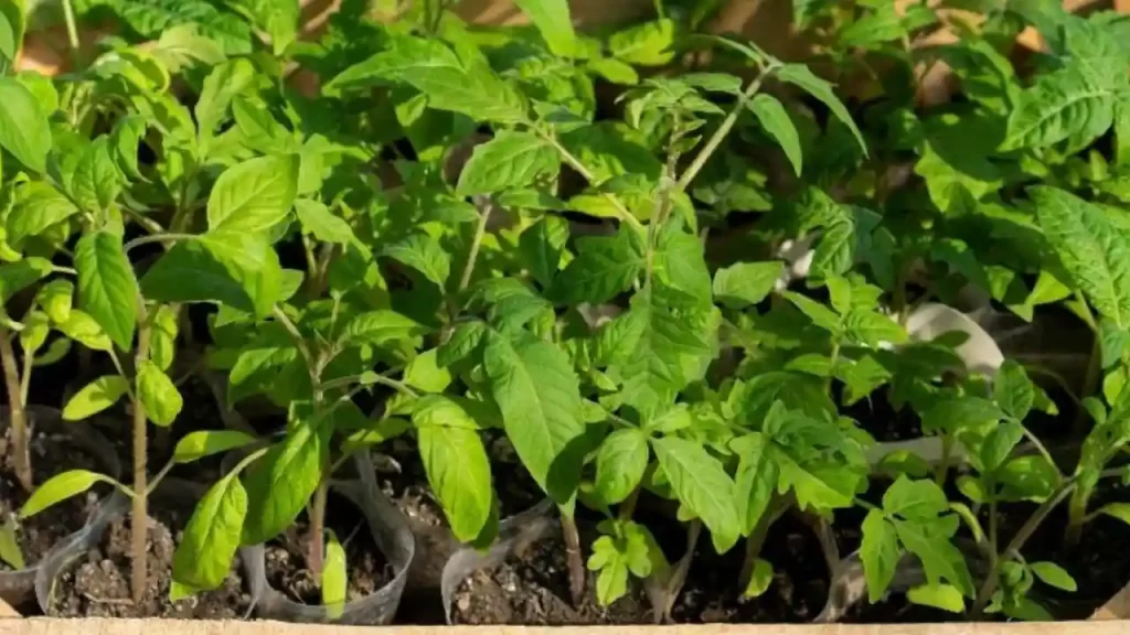 Seedling leaves tends to turn yellow during growth stages