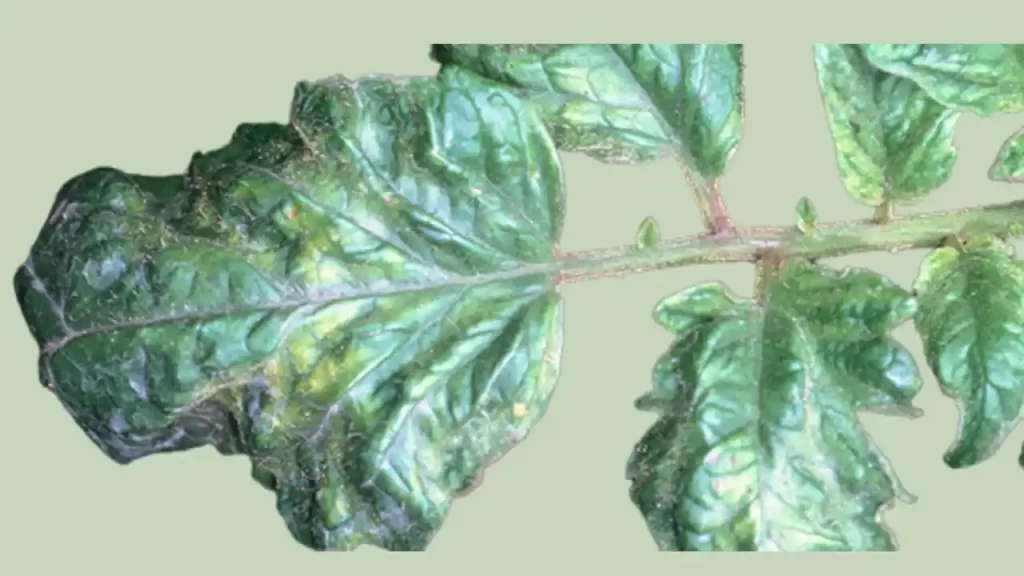 Tobacco Mosaic Virus