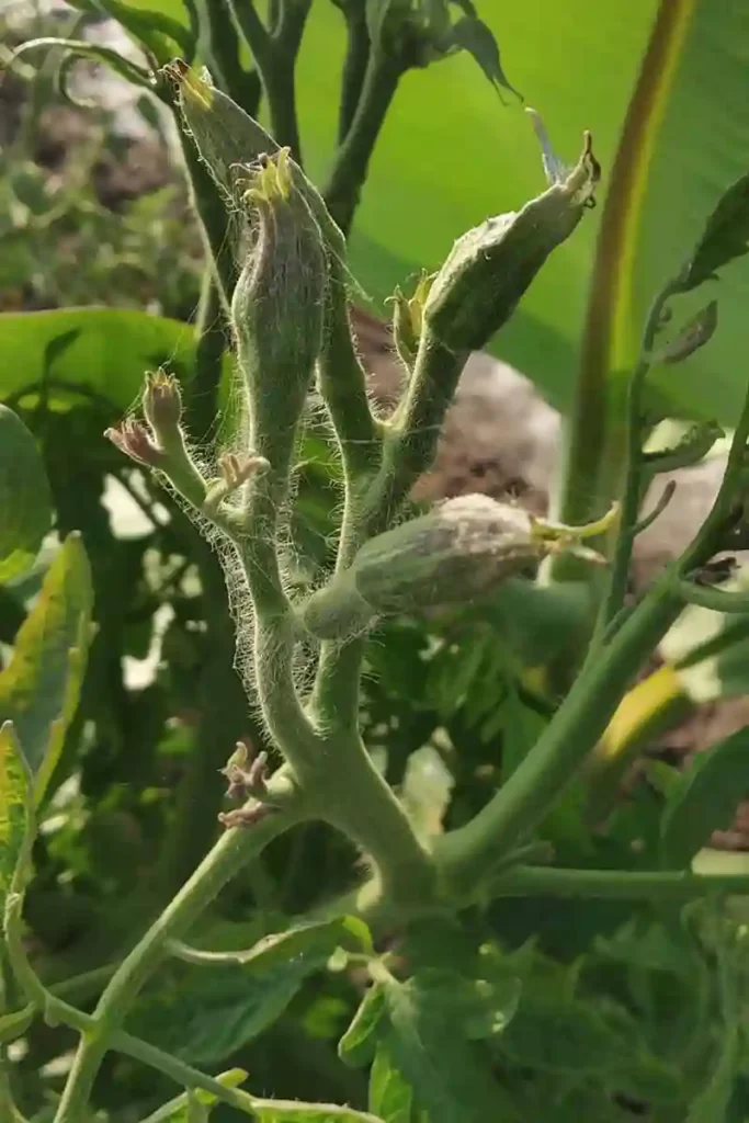 Tomato Big Bud Disease