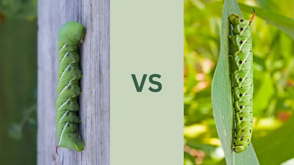 difference between tomato and tobacco hornworms