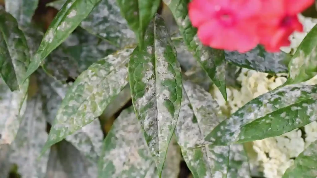 How To Control Powdery Mildew