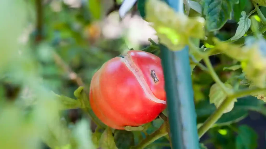 split tomato on vine