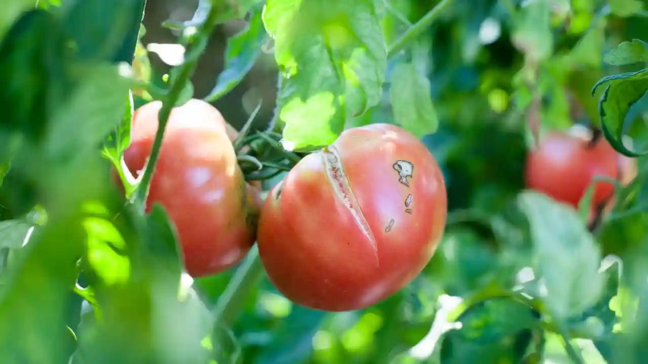 Why Do Tomatoes Split And How To Prevent This?