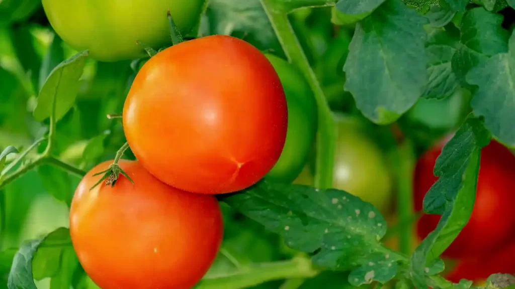 healthy and bigger tomato fruits