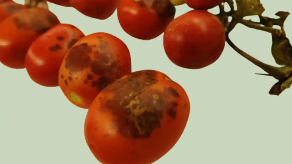 Black Mold on tomato fruits