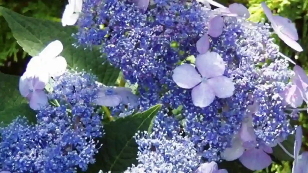 bluebird hydrangea