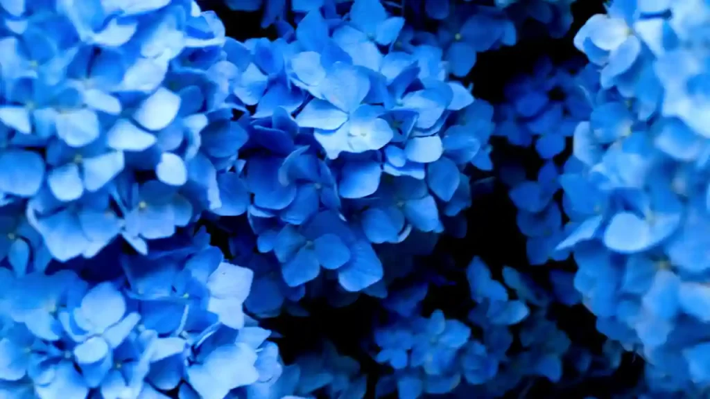 How To Care for Blue Hydrangeas