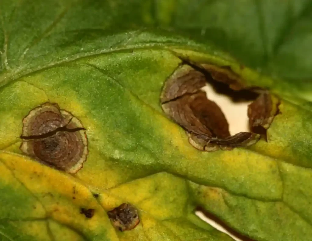 early blight alternaria linariae on tomato folia scaled 1