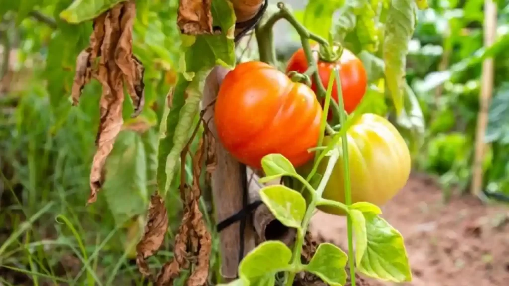 end of tomato season causing yellow leaves