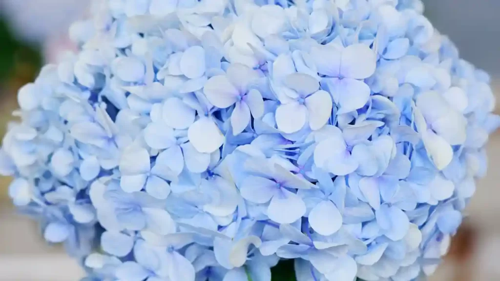 fully bloomed Endless Summer Hydrangea