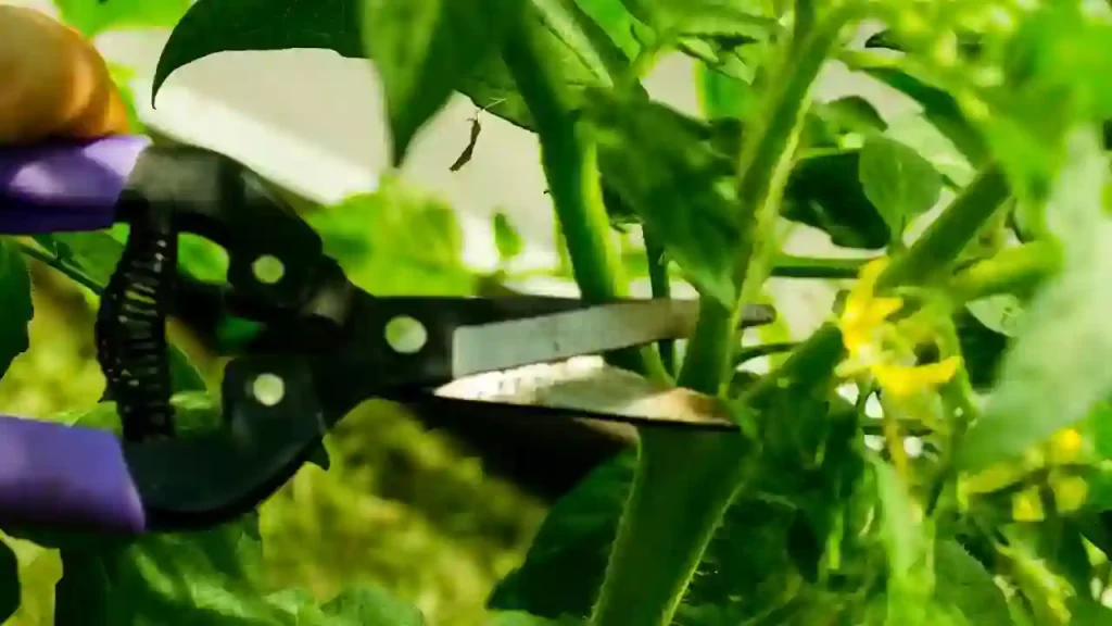 pruning tomato leaves