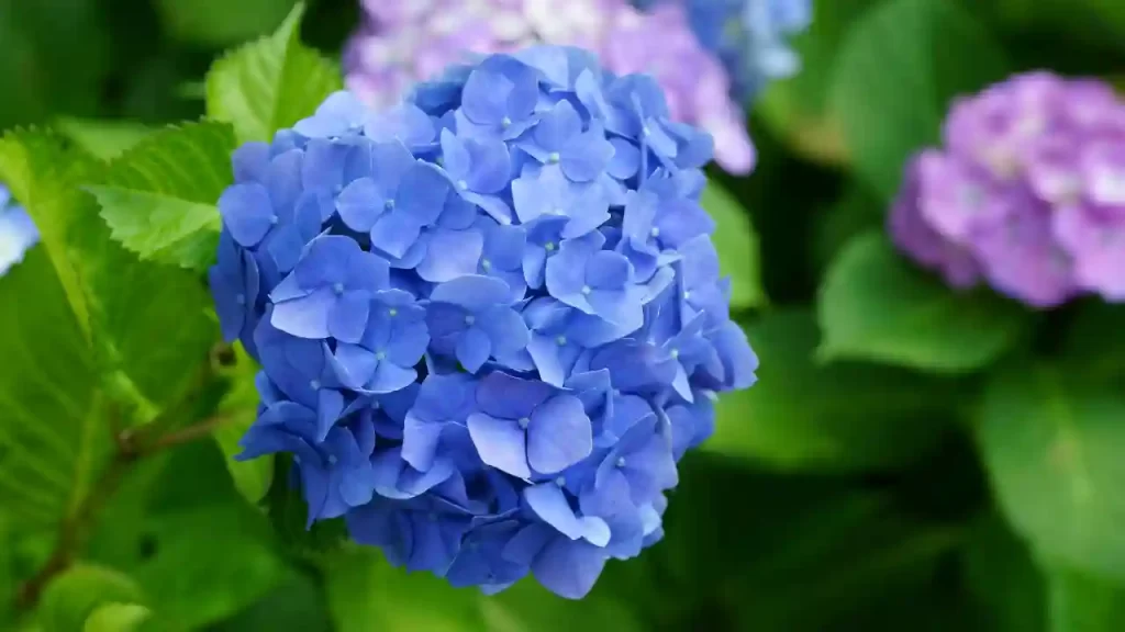 Can Hydrangeas Grow in the Shade