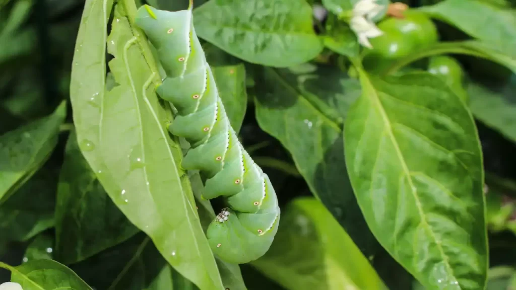 tomato pests