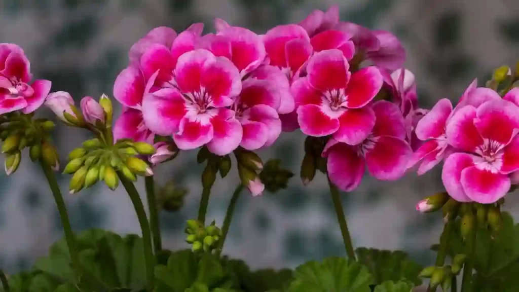 caring your planted geranium