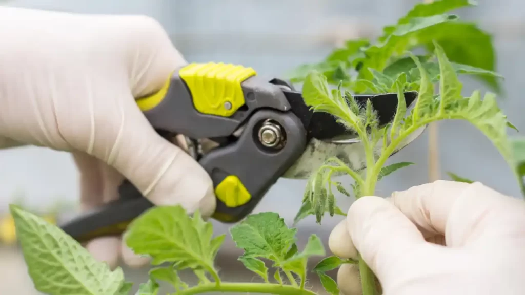 How To Prune Tomato Plants