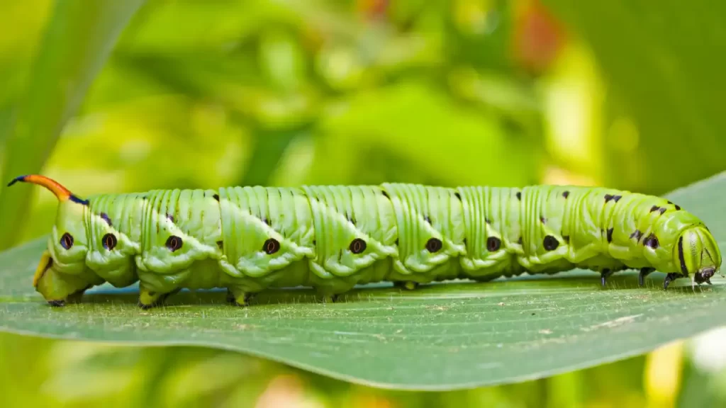 tomato hornworm