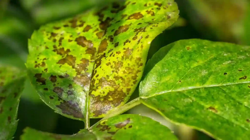 Septoria Leaf Spot