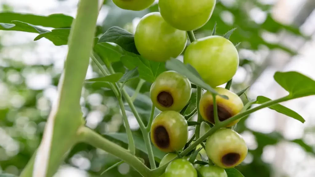 sign of nutrient deficiency in tomato fruits